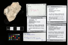Foto (Objekt + Etikett) von Pithonoton sp.  (NHMW-GEO-2014-0194-0263a)